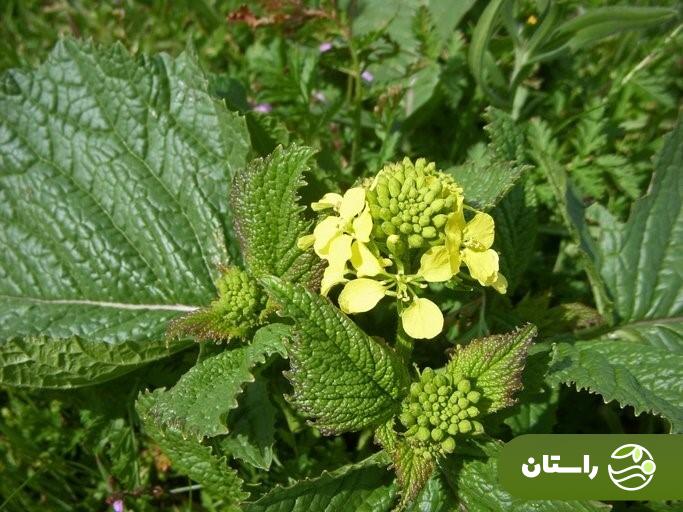 ترپوکه؛ علف هرزی که خوشمزهترین آش لری بهاره با آن درست میشود + دستور پخت آش ترپوکه و کوفته ترپوکه ترپوکه