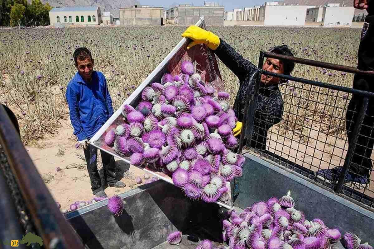 خار پیرزن؛ گیاهی جادویی که خارمریم نیست و با آن ترشی بسیار خوشمزهای درست میشود و کاشت آن پولساز است
