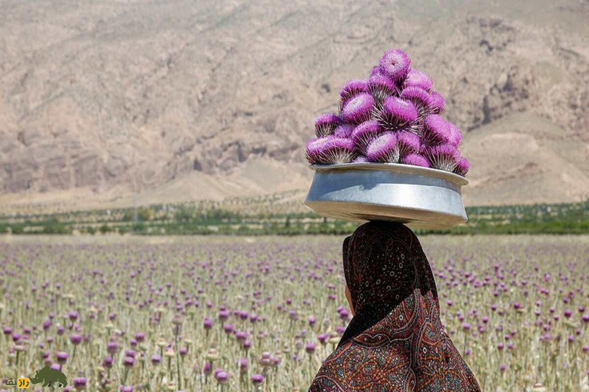 خار پیرزن؛ گیاهی جادویی که خارمریم نیست و با آن ترشی بسیار خوشمزهای درست میشود و کاشت آن پولساز است خار پیرزن