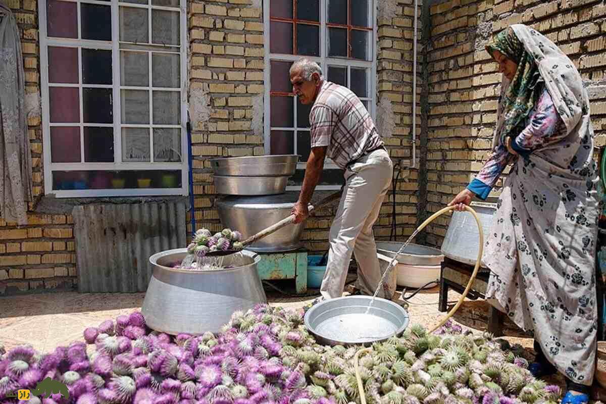 خار پیرزن