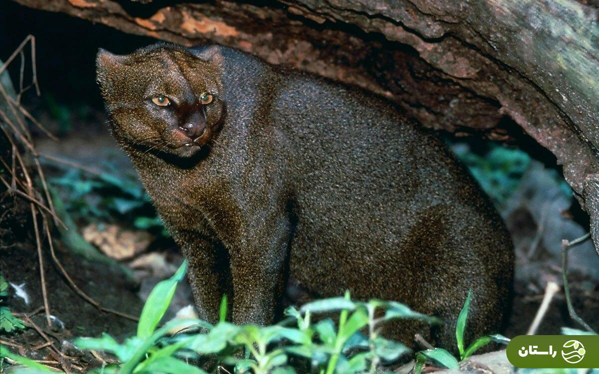 عکس | آشنایی با عجیبترین گربه جهان عکس | آشنایی با عجیبترین گربه جهان