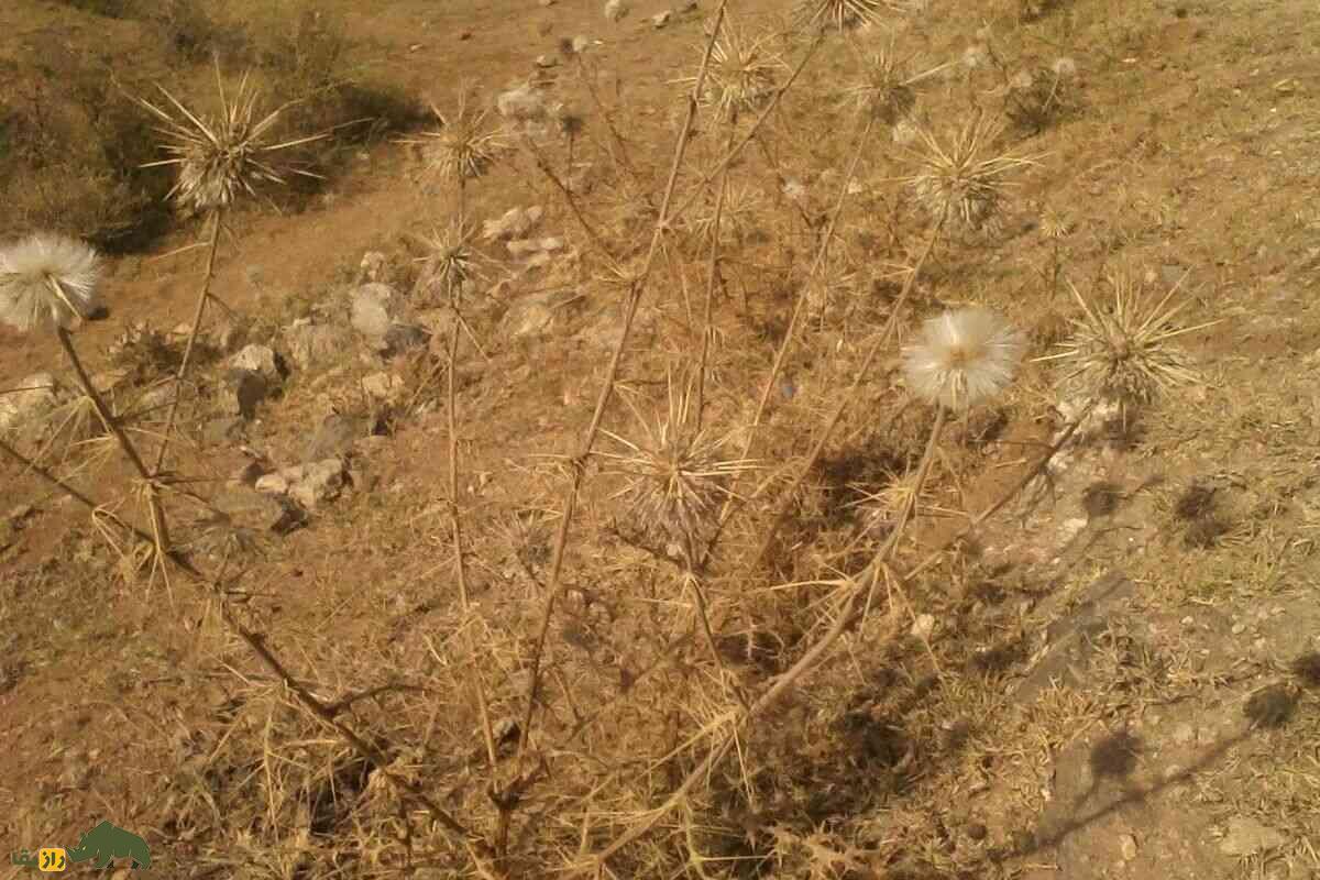 شکرتیغال؛ گیاهی دارویی که حاصل ترکیب آب‌دهان سوسک  و تیغال است و سرفه و یبوست را درمان می‌کند