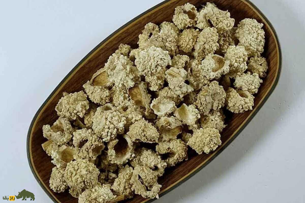 شکرتیغال؛ گیاهی دارویی که حاصل ترکیب آب‌دهان سوسک  و تیغال است و سرفه و یبوست را درمان می‌کند