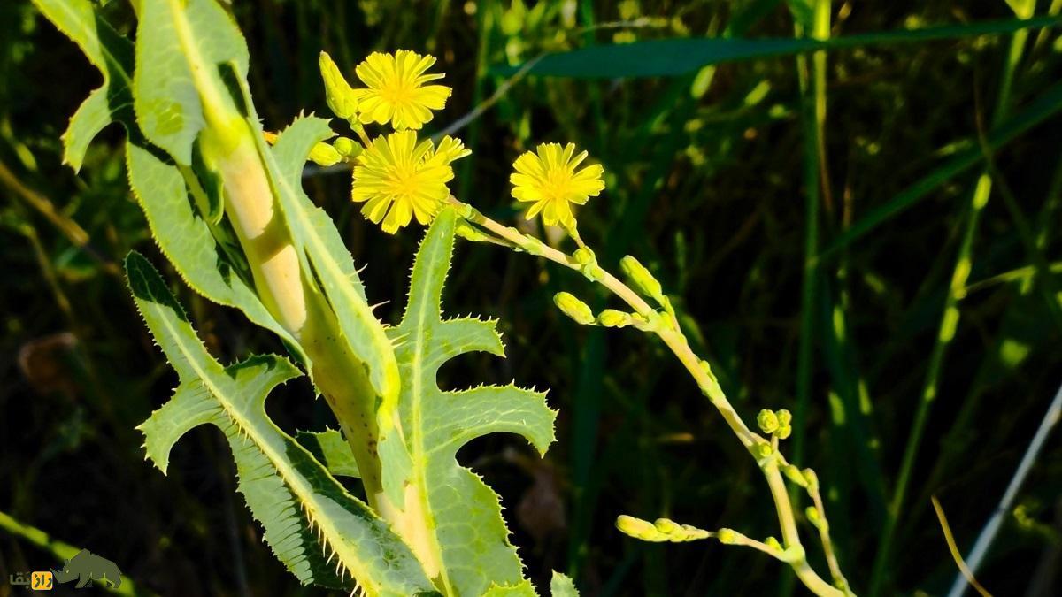 کاهوی تریاکی