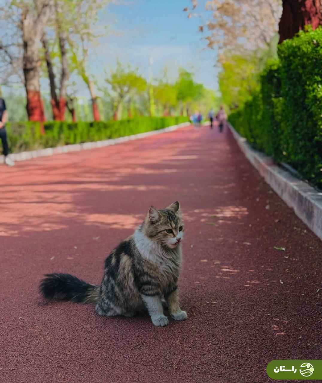 عکس‌های جذاب زارا نادری‌فر، هوژان سریال ناریا در باشگاه انقلاب