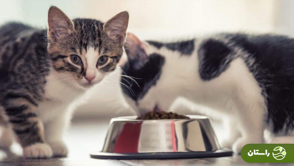 طرز تهیه غذای گربه در خانه؛ خیلی ساده این غذای محبوب گربههای خانگی را با کمترین هزینه درست کنید دو گربه در حال غذا خوردن