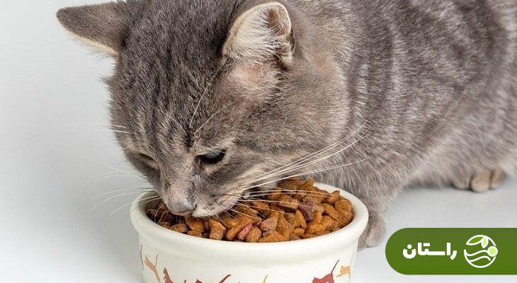 طرز تهیه غذای گربه در خانه؛ خیلی ساده این غذای محبوب گربههای خانگی را با کمترین هزینه درست کنید یک گربه در حال غذا خوردن