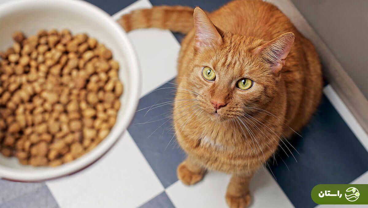 طرز تهیه غذای گربه در خانه؛ خیلی ساده این غذای محبوب گربههای خانگی را با کمترین هزینه درست کنید یک گربه شکلاتی رنگ در کنار یک ظرف غذا