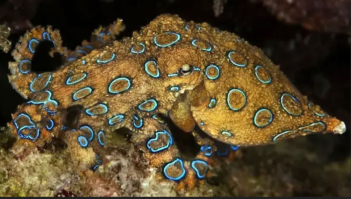 عکس | اختاپوس‌های حلقه‌آبی: قاتلان کوچک و زیبا با سمی ۱۲۰۰ برابر قوی‌تر از سیانور