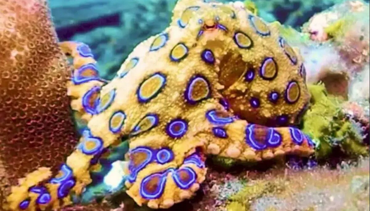 عکس | اختاپوس‌های حلقه‌آبی: قاتلان کوچک و زیبا با سمی ۱۲۰۰ برابر قوی‌تر از سیانور