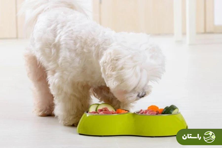 طرز تهیه ۱۰ غذای خانگی سگ و توله سگ + نکات طلایی که هیچوقت نباید فراموش کنید طرز تهیه ۱۰ غذای خانگی سگ و توله سگ + نکات طلایی که هیچوقت نباید فراموش کنید