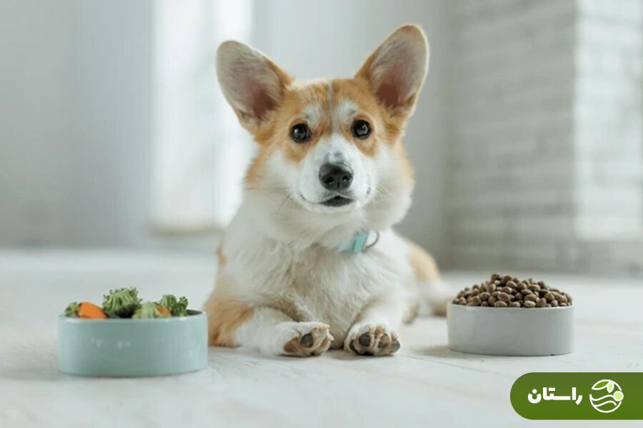 طرز تهیه ۱۰ غذای خانگی سگ و توله سگ + نکات طلایی که هیچوقت نباید فراموش کنید طرز تهیه ۱۰ غذای خانگی سگ و توله سگ + نکات طلایی که هیچوقت نباید فراموش کنید