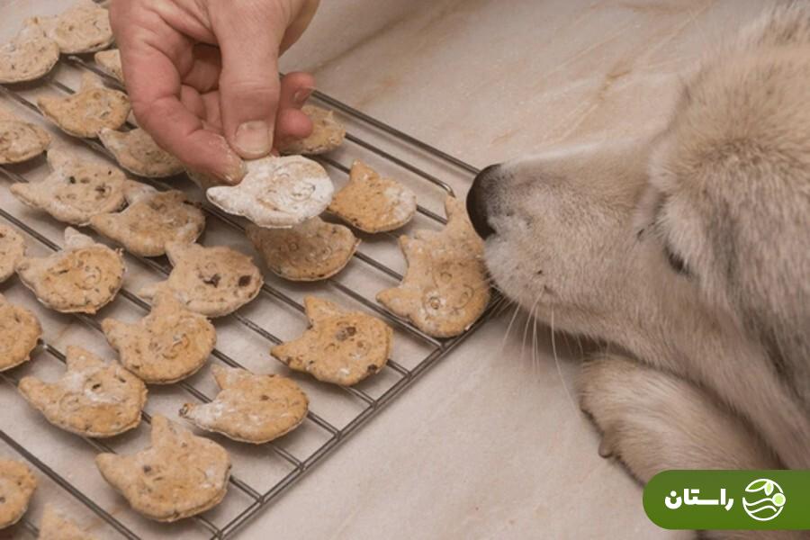 طرز تهیه ۱۰ غذای خانگی سگ و توله سگ + نکات طلایی که هیچوقت نباید فراموش کنید طرز تهیه ۱۰ غذای خانگی سگ و توله سگ + نکات طلایی که هیچوقت نباید فراموش کنید
