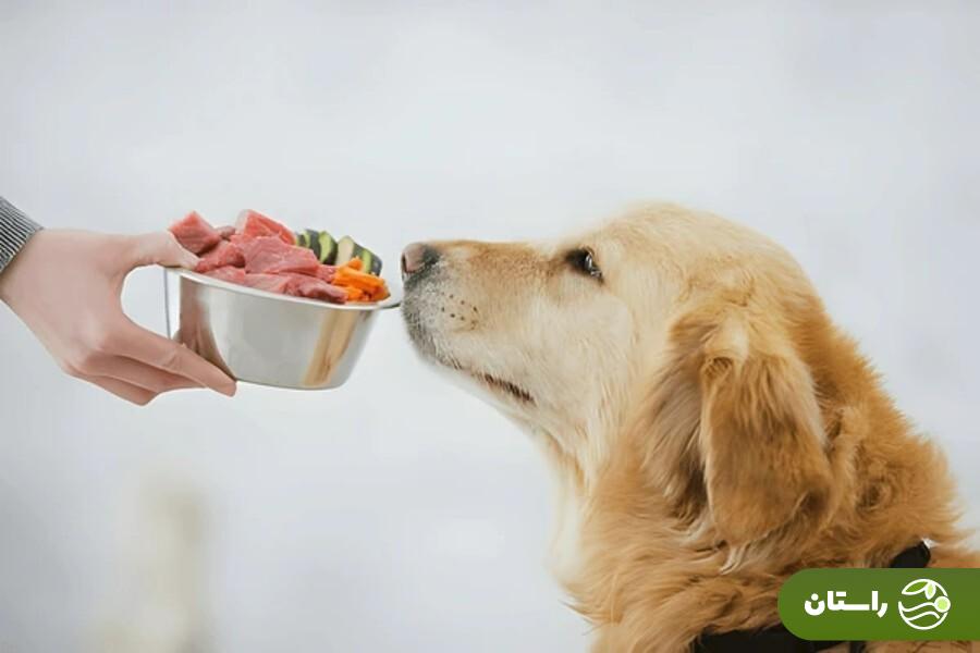طرز تهیه ۱۰ غذای خانگی سگ و توله سگ + نکات طلایی که هیچوقت نباید فراموش کنید طرز تهیه ۱۰ غذای خانگی سگ و توله سگ + نکات طلایی که هیچوقت نباید فراموش کنید