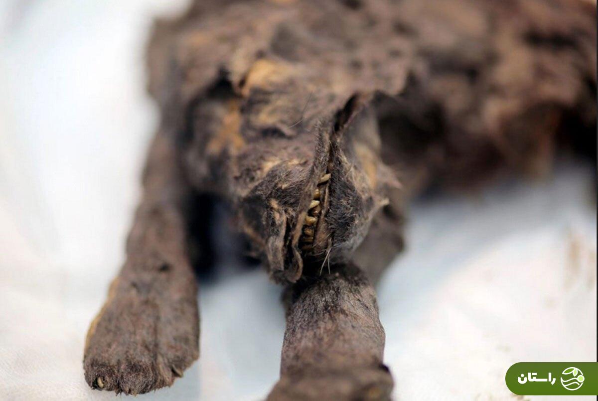 کشف جسد مومیاییشده دو توله گرگ ۱۴،۰۰۰ ساله با موهای سالم و شکمی پر از غذا در سیبری کشف جسد مومیاییشده دو توله گرگ ۱۴،۰۰۰ ساله با موهای سالم و شکمی پر از غذا در سیبری