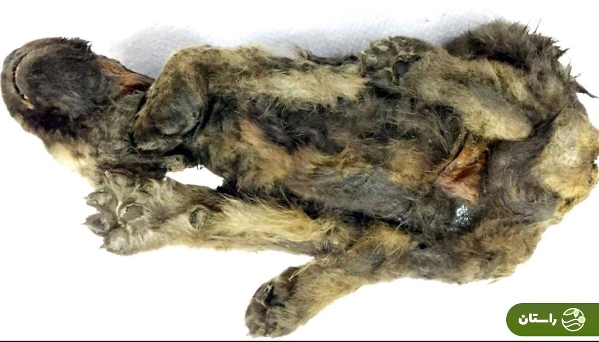 کشف جسد مومیاییشده دو توله گرگ ۱۴،۰۰۰ ساله با موهای سالم و شکمی پر از غذا در سیبری کشف جسد مومیاییشده دو توله گرگ ۱۴،۰۰۰ ساله با موهای سالم و شکمی پر از غذا در سیبری