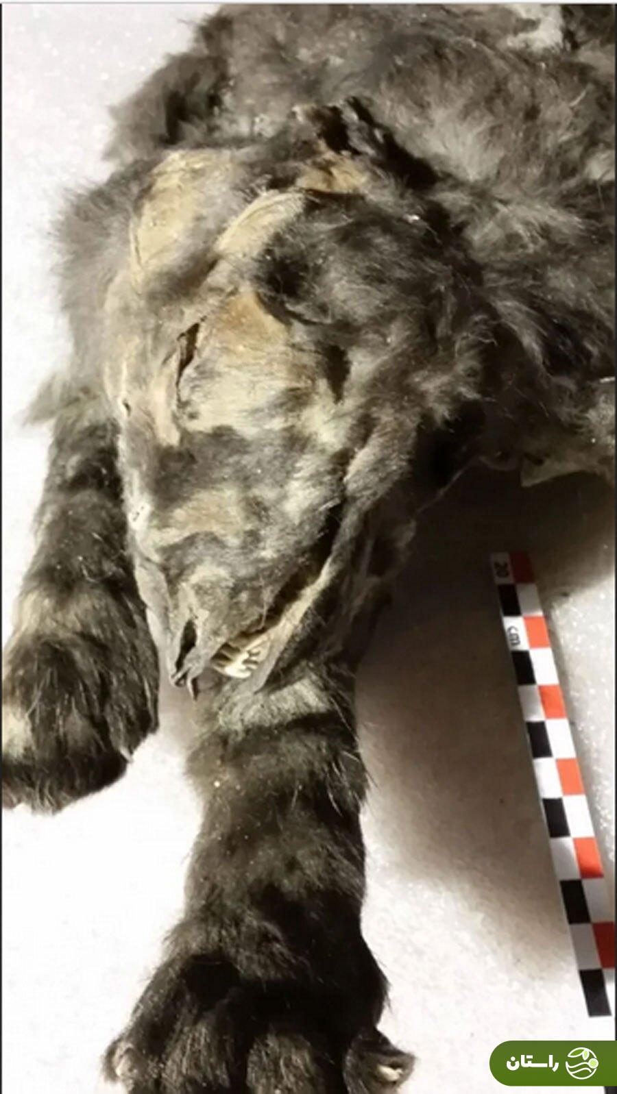 کشف جسد مومیاییشده دو توله گرگ ۱۴،۰۰۰ ساله با موهای سالم و شکمی پر از غذا در سیبری کشف جسد مومیاییشده دو توله گرگ ۱۴،۰۰۰ ساله با موهای سالم و شکمی پر از غذا در سیبری