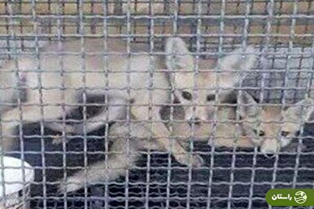 ماجرای زن شیرازی که به روباه تبدیل شد چه بود؟!