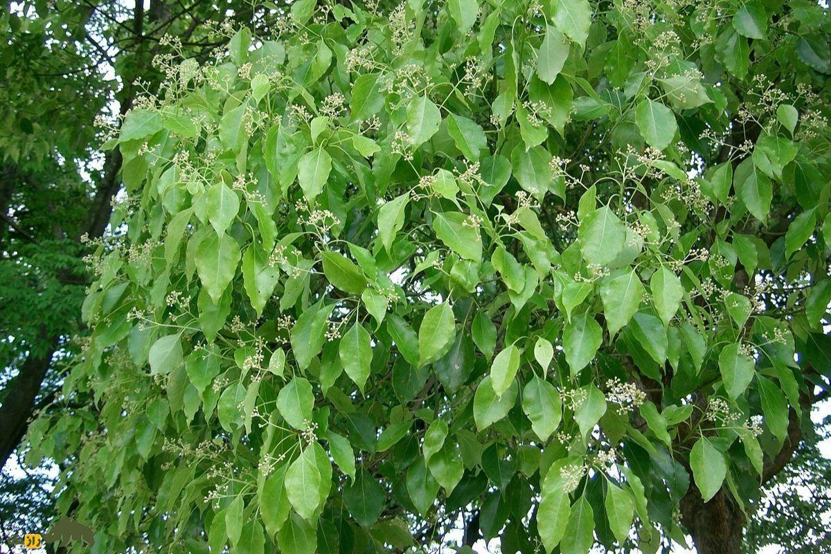 ماده کافور از این درخت غولپیکر به دست میآید | کافور چیست و چرا در سربازی از کافور استفاده میشود؟ ماده کافور از این درخت غولپیکر به دست میآید | کافور چیست و چرا در سربازی از کافور استفاده میشود؟