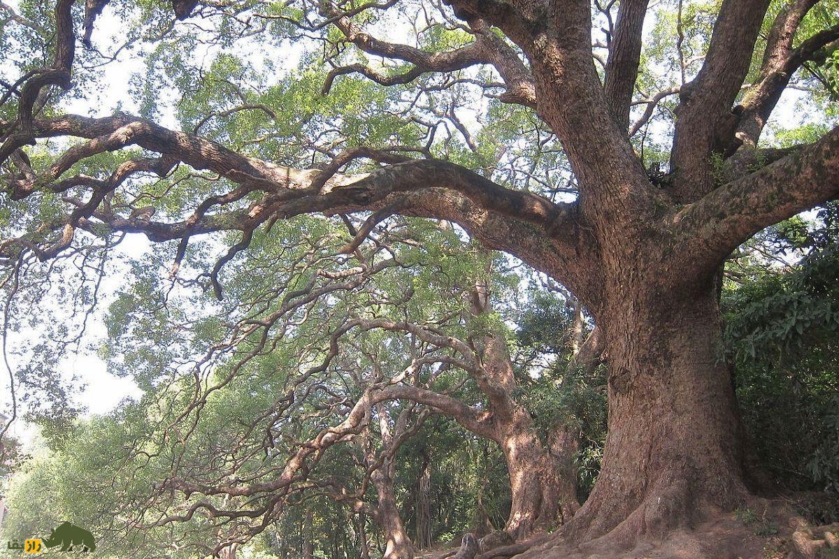 ماده کافور از این درخت غولپیکر به دست میآید | کافور چیست و چرا در سربازی از کافور استفاده میشود؟ ماده کافور از این درخت غولپیکر به دست میآید | کافور چیست و چرا در سربازی از کافور استفاده میشود؟