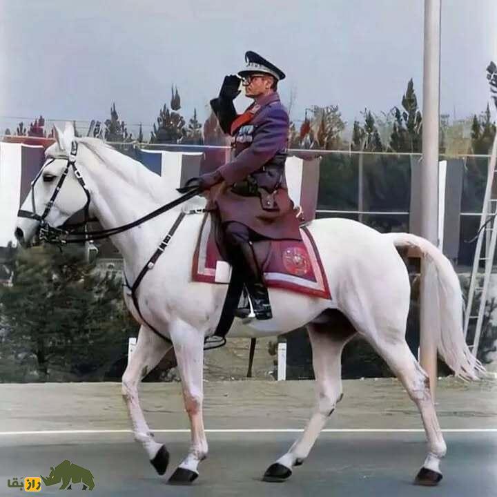 تصاویر | تونل زمان؛ داستان آذر اسب محبوب محمدرضا پهلوی که بعد از انقلاب به شکل عجیبی کشته شد تصاویر | تونل زمان؛ داستان آذر اسب محبوب محمدرضا پهلوی که بعد از انقلاب به شکل عجیبی کشته شد