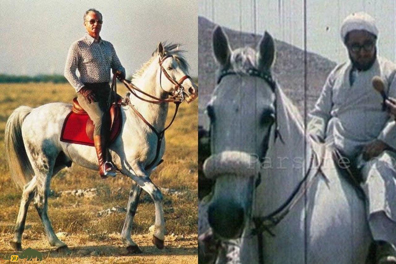 تصاویر | تونل زمان؛ داستان آذر اسب محبوب محمدرضا پهلوی که بعد از انقلاب به شکل عجیبی کشته شد تصاویر | تونل زمان؛ داستان آذر اسب محبوب محمدرضا پهلوی که بعد از انقلاب به شکل عجیبی کشته شد