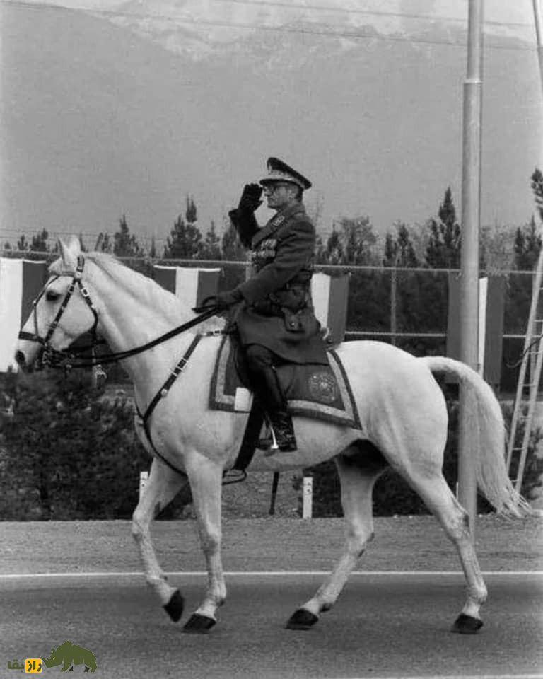 تصاویر | تونل زمان؛ داستان آذر اسب محبوب محمدرضا پهلوی که بعد از انقلاب به شکل عجیبی کشته شد تصاویر | تونل زمان؛ داستان آذر اسب محبوب محمدرضا پهلوی که بعد از انقلاب به شکل عجیبی کشته شد