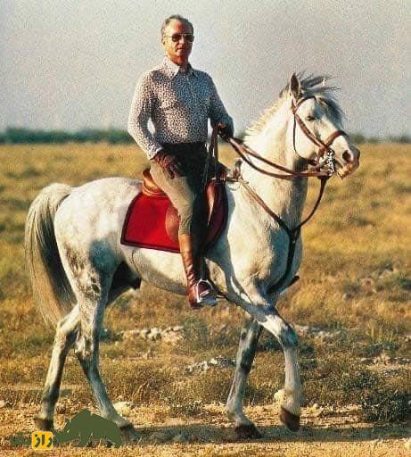 تصاویر | تونل زمان؛ داستان آذر اسب محبوب محمدرضا پهلوی که بعد از انقلاب به شکل عجیبی کشته شد تصاویر | تونل زمان؛ داستان آذر اسب محبوب محمدرضا پهلوی که بعد از انقلاب به شکل عجیبی کشته شد