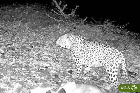 (ویدئو) تصویربرداری از پلنگ ایرانی در جنگل‌های هیرکانی املش