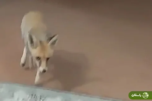 (ویدئو) ورود روباه بازیگوش به داخل یک خانه در بافق یزد