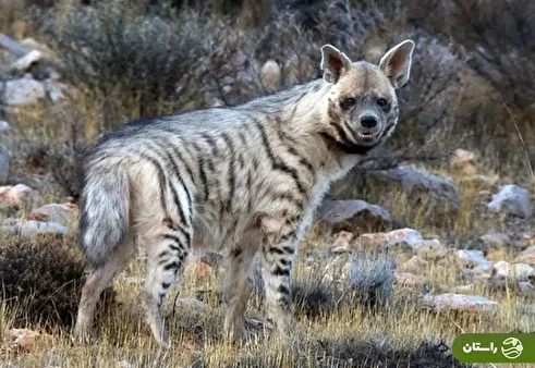 ویدئو دیدنی از آب خوردن کفتار راه راه در پارک ملی گلستان
