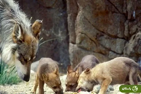ویدئویی از پرسه زنی ۵ گرگ خاکستری در پارک ملی گلستان؛ ۱۸ شهریور