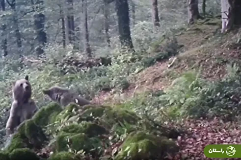 (ویدئو) گشت‌وگذار خرس مادر و توله‌اش در ارتفاعات رودبار