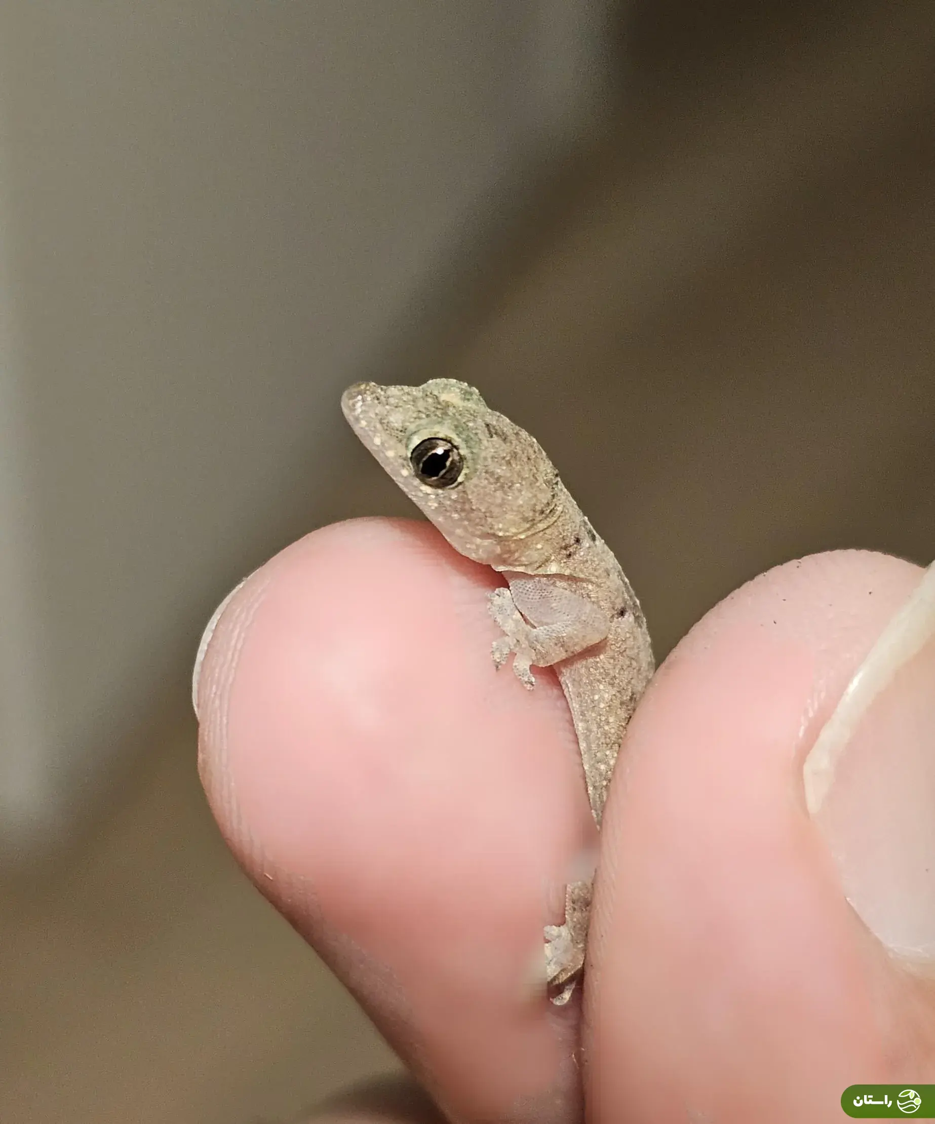 چگونه خانه بدون مارمولک داشته باشیم؟