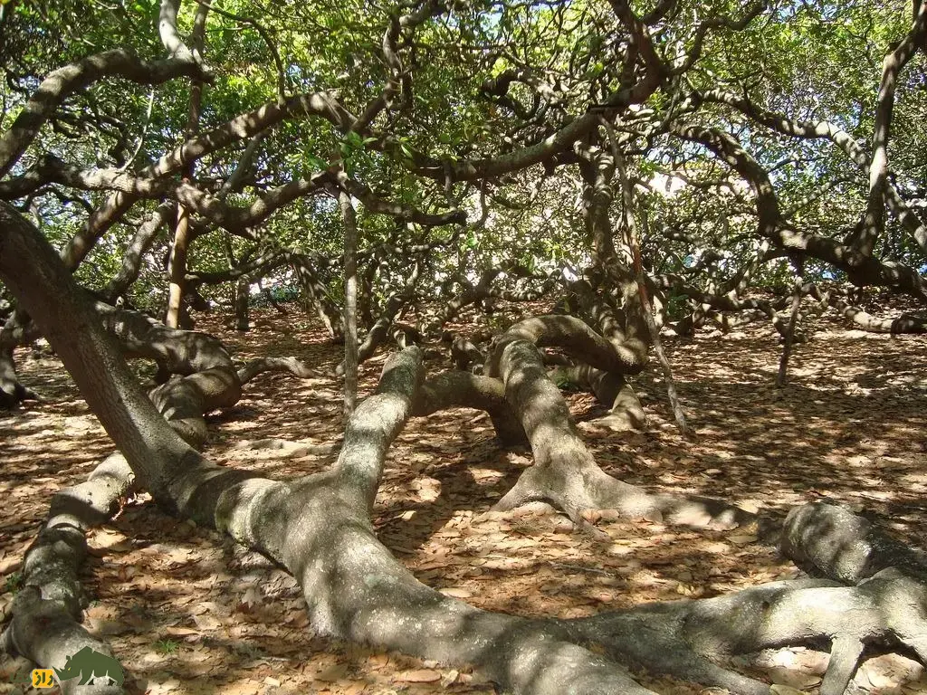 درخت بادام هندی پیرانگی؛ بزرگترین درخت جهان که خودش به تنهایی شبیه باغ است درخت بادام هندی پیرانگی؛ بزرگترین درخت جهان که خودش به تنهایی شبیه باغ است