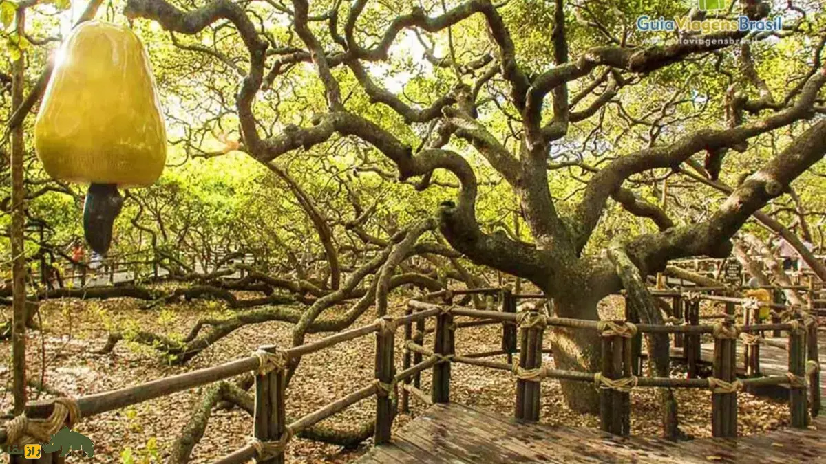 درخت بادام هندی پیرانگی؛ بزرگترین درخت جهان که خودش به تنهایی شبیه باغ است درخت بادام هندی پیرانگی؛ بزرگترین درخت جهان که خودش به تنهایی شبیه باغ است