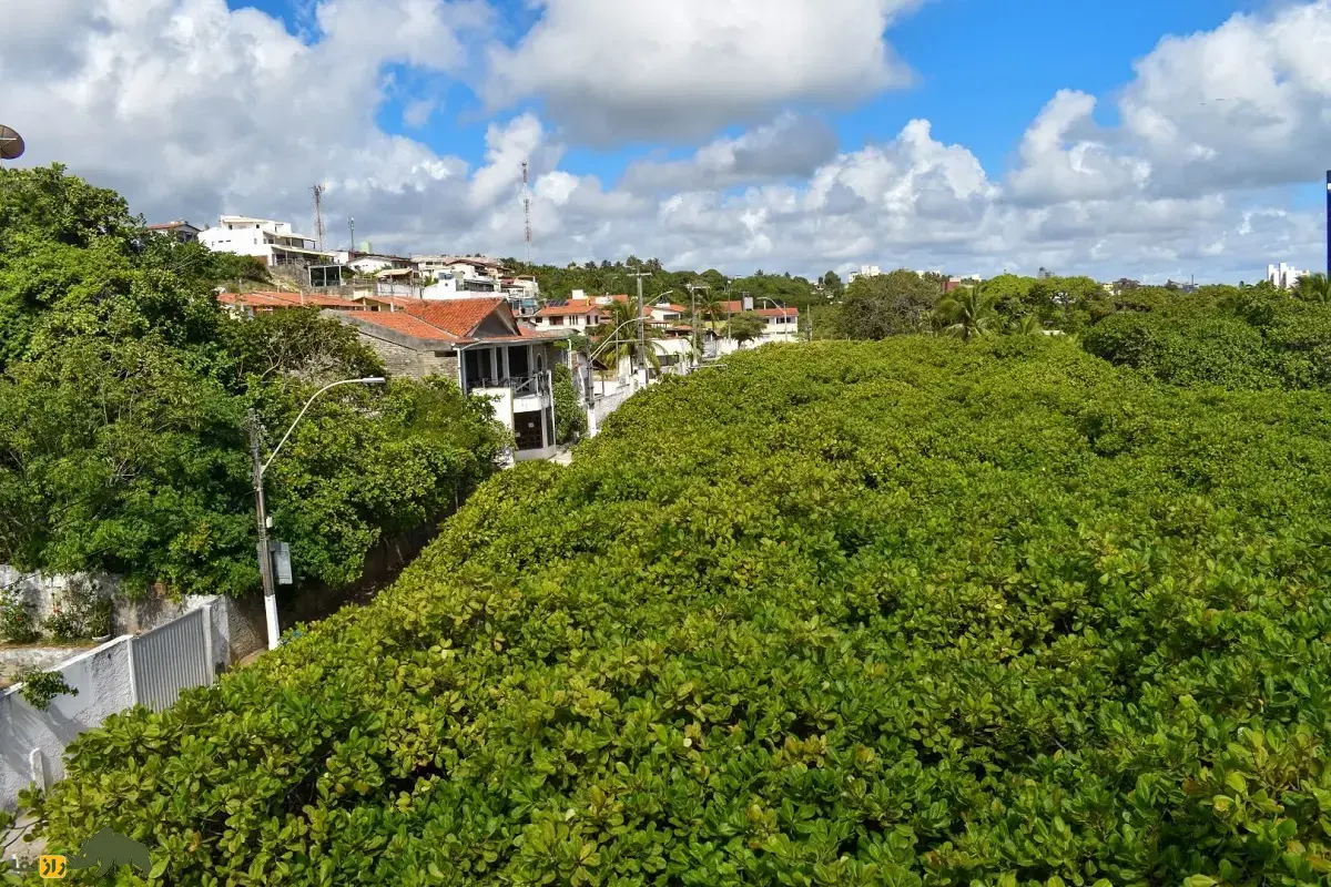 درخت بادام هندی پیرانگی؛ بزرگترین درخت جهان که خودش به تنهایی شبیه باغ است درخت بادام هندی پیرانگی؛ بزرگترین درخت جهان که خودش به تنهایی شبیه باغ است