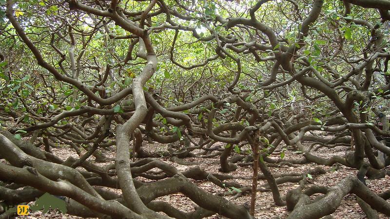 درخت بادام هندی پیرانگی؛ بزرگترین درخت جهان که خودش به تنهایی شبیه باغ است درخت بادام هندی پیرانگی؛ بزرگترین درخت جهان که خودش به تنهایی شبیه باغ است