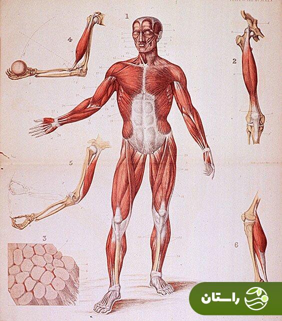 قوی‌ترین ماهیچه بدن انسان کدام است؟