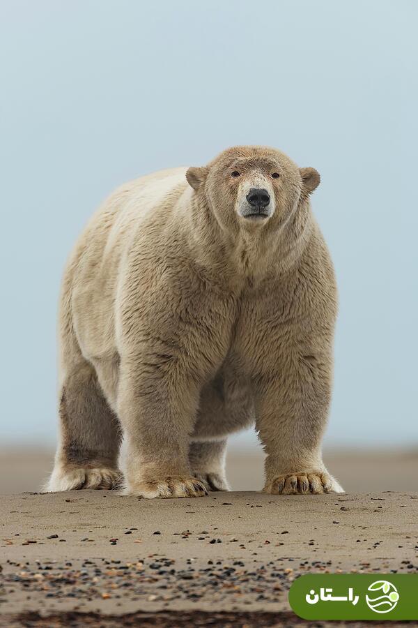 (عکس) آلبرت چاق؛ معروف ترین حیوان این روزها (عکس) آلبرت چاق؛ معروف ترین حیوان این روزها