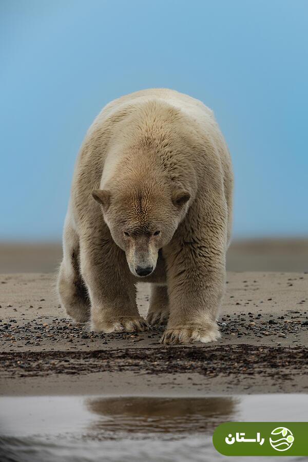 (عکس) آلبرت چاق؛ معروف ترین حیوان این روزها (عکس) آلبرت چاق؛ معروف ترین حیوان این روزها