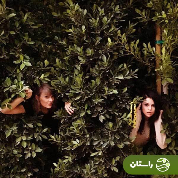 نقش تیلور سوئیفت در عروسی سلنا گومز و بنی بلانکو فاش شد + تصاویر نقش تیلور سوئیفت در عروسی سلنا گومز و بنی بلانکو فاش شد + تصاویر