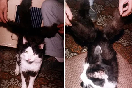 فیلمی باورنکردنی از گربه‌ای که بال دارد؛ گربه بالدار کرمانی روسی از آب درآمد!