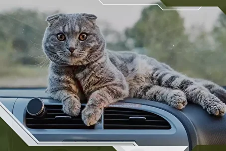 عملیات غیرمنتظره آتش نشان‌های نسیم‌شهر؛ نجات گربه‌ای که سه روز در داشبورد خودرو گرفتار بود!