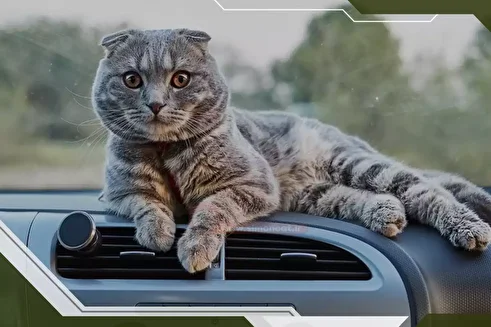 عملیات غیرمنتظره آتش نشان‌های نسیم‌شهر؛ نجات گربه‌ای که سه روز در داشبورد خودرو گرفتار بود!