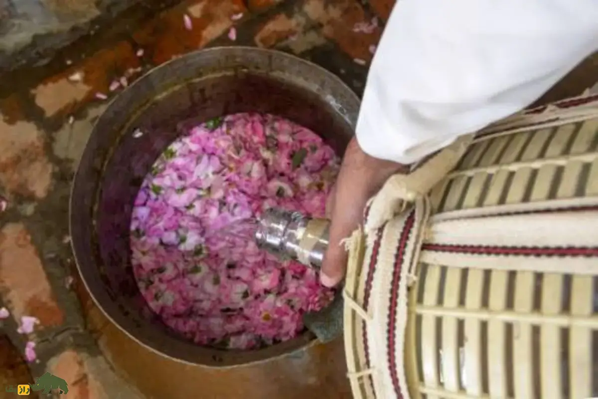 «رز طائف» چیست و چرا شایعه دزدیدن گل محمدی ایران توسط عربستان منتشر شد؟