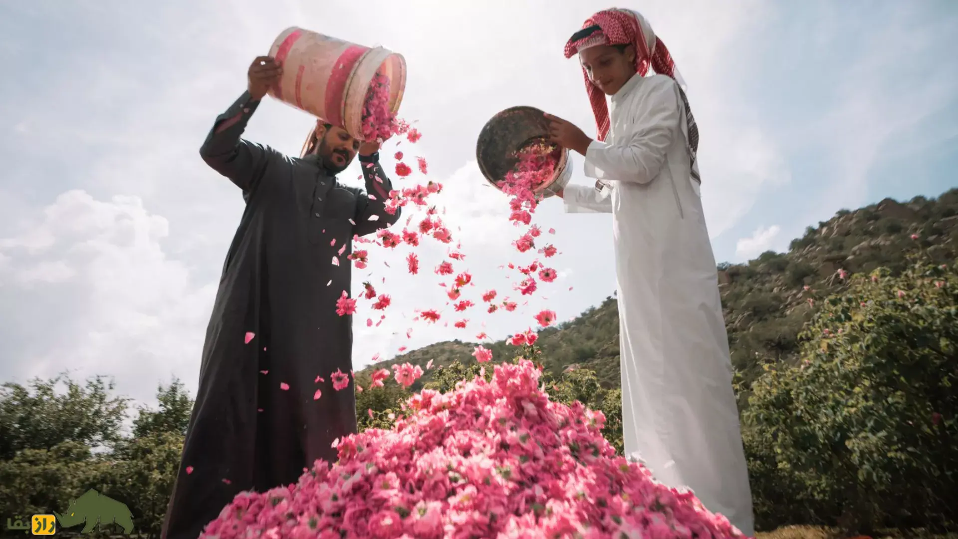 «رز طائف» چیست و چرا شایعه دزدیدن گل محمدی ایران توسط عربستان منتشر شد؟