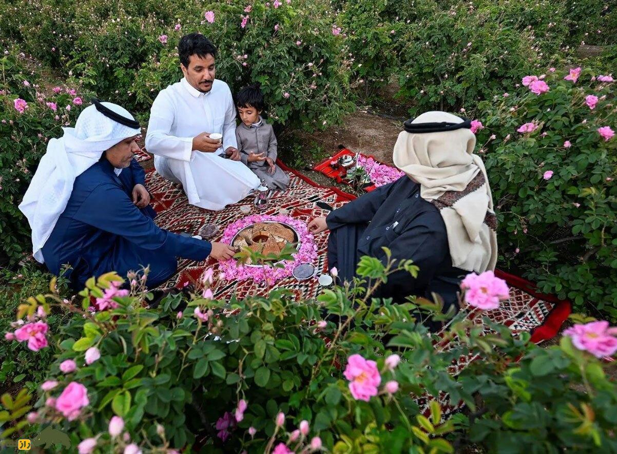«رز طائف» چیست و چرا شایعه دزدیدن گل محمدی ایران توسط عربستان منتشر شد؟