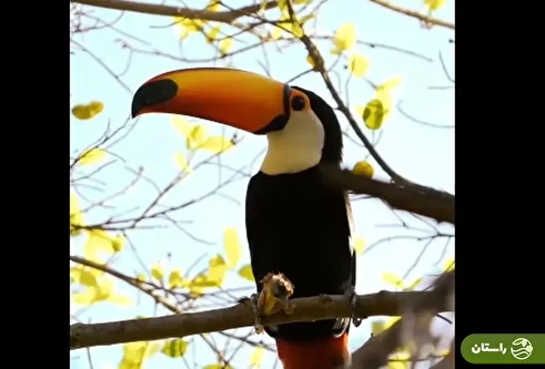 ویدئویی شوکه کننده از توکان که جوجه‌ای را ربود و سلاخی کرد