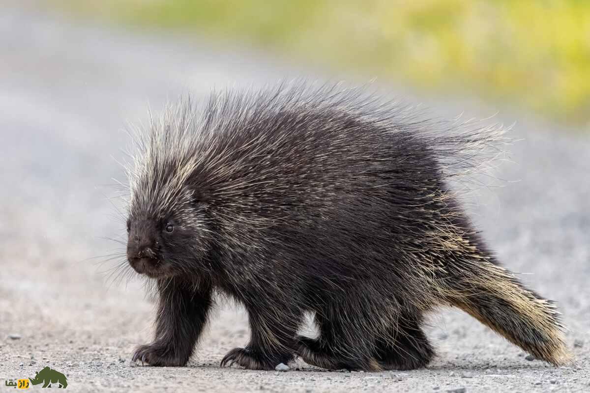 لحظه فرار بزرگ‌ترین جونده ایرانی از آتش‌سوزی جنگل هیرکانی دل مردم را به درد آورد! + فیلم